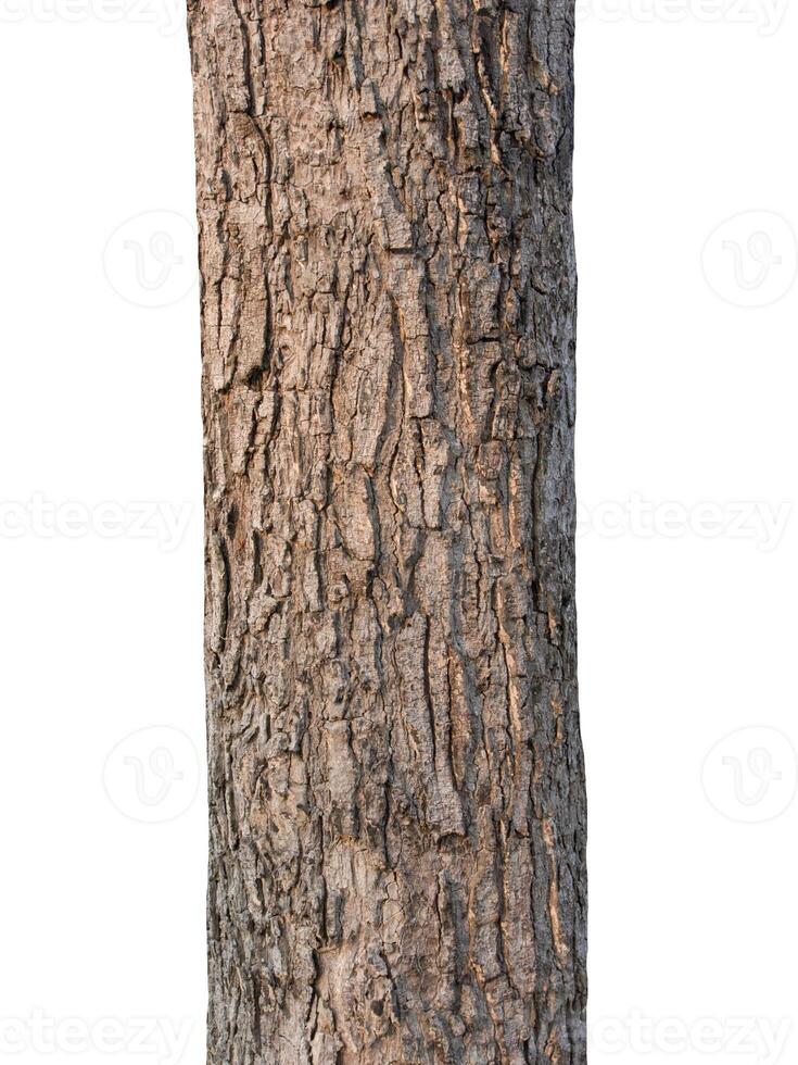 Trunk of a tree Isolated On White Background photo