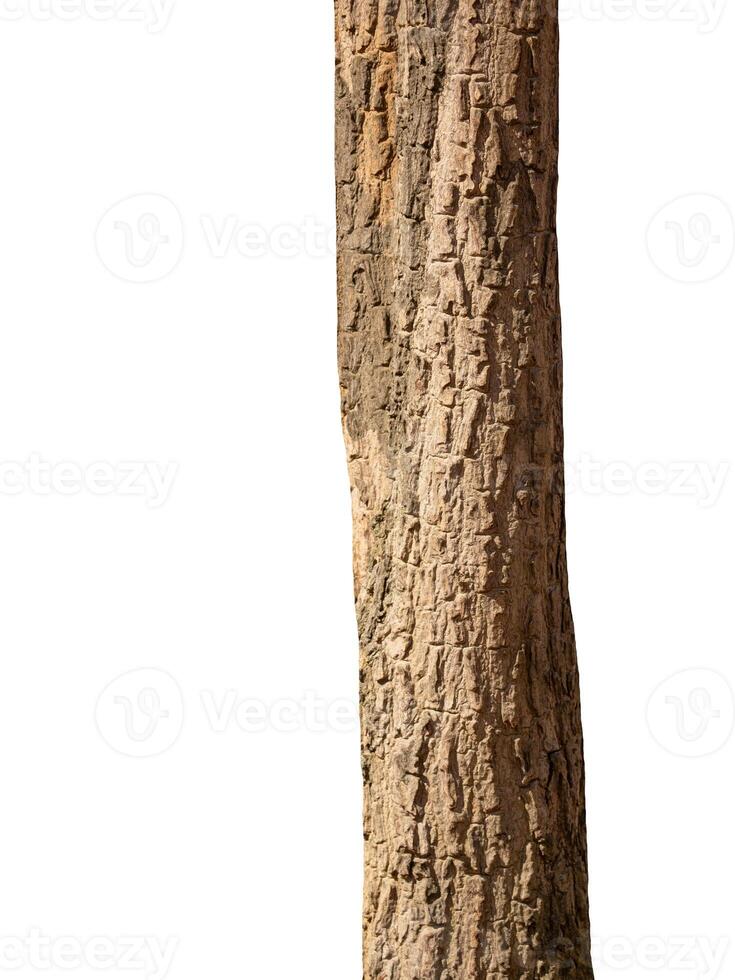 Trunk of a tree Isolated On White Background photo