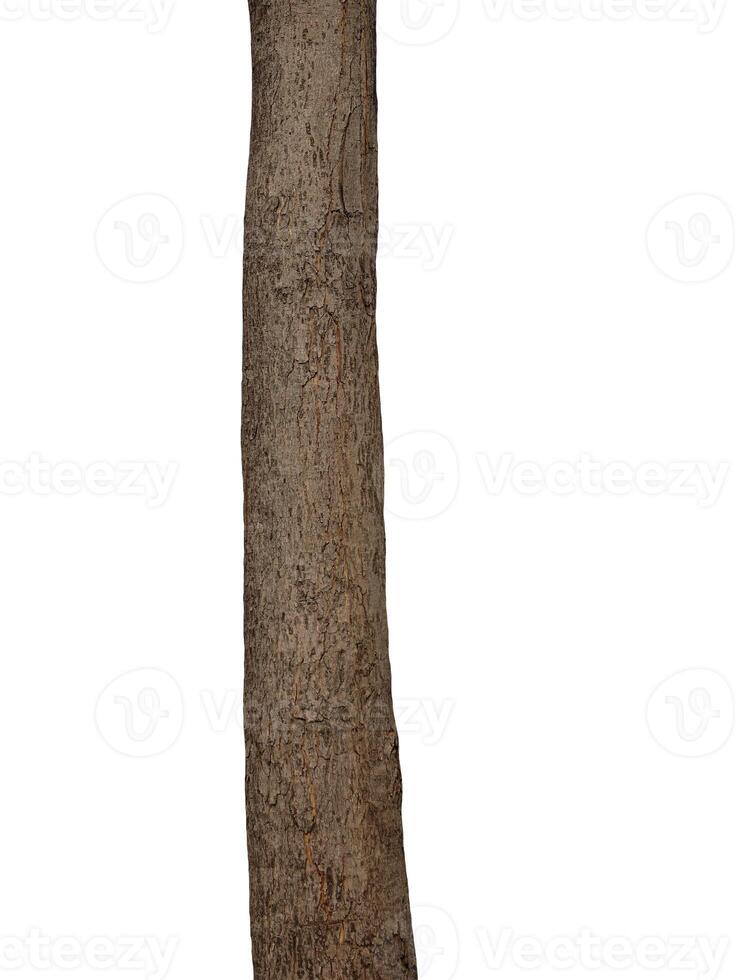 Tree trunk Isolated On White Background photo