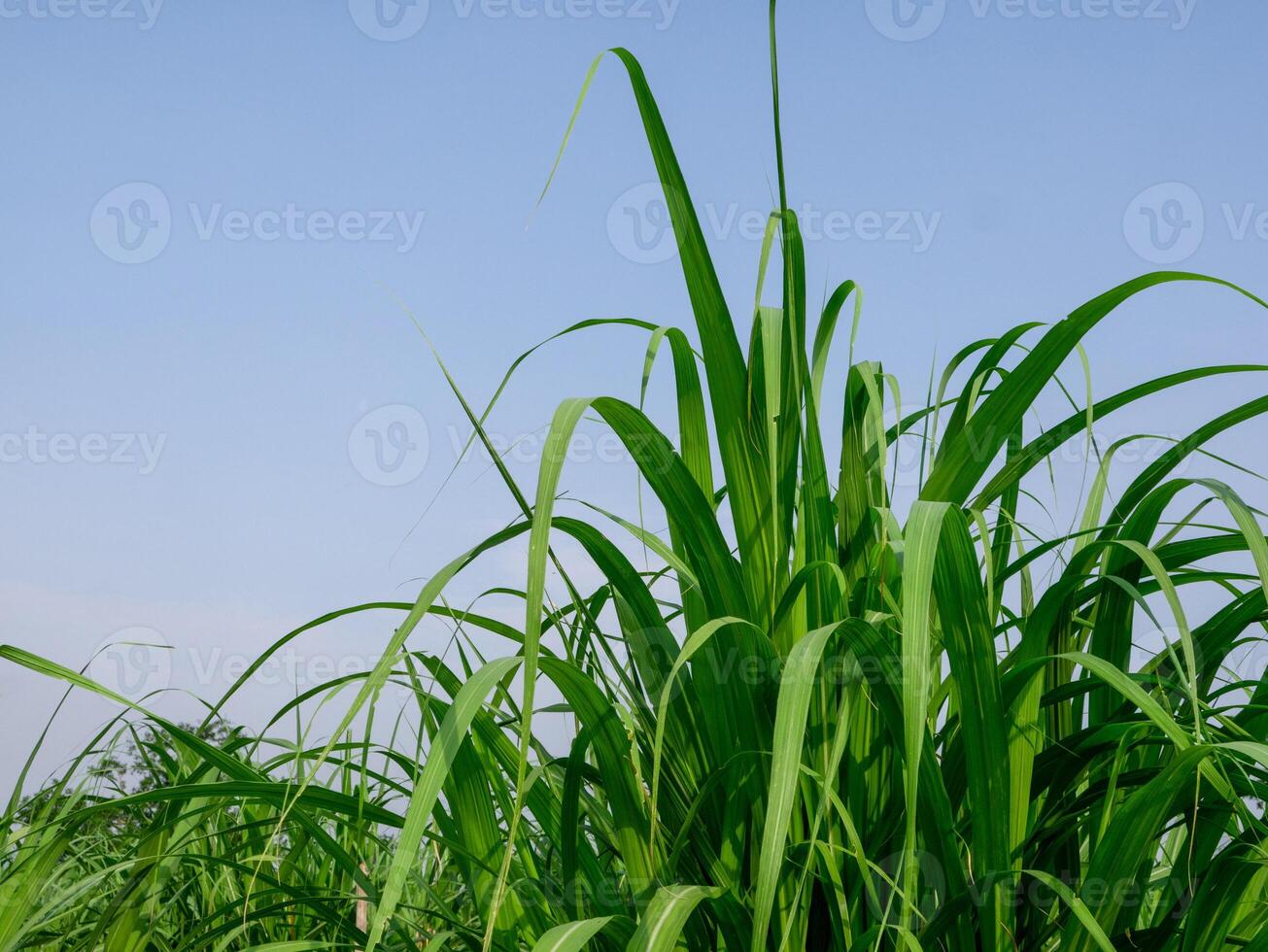 Sugarcane leaves, tropical plants, agriculture in Thailand photo