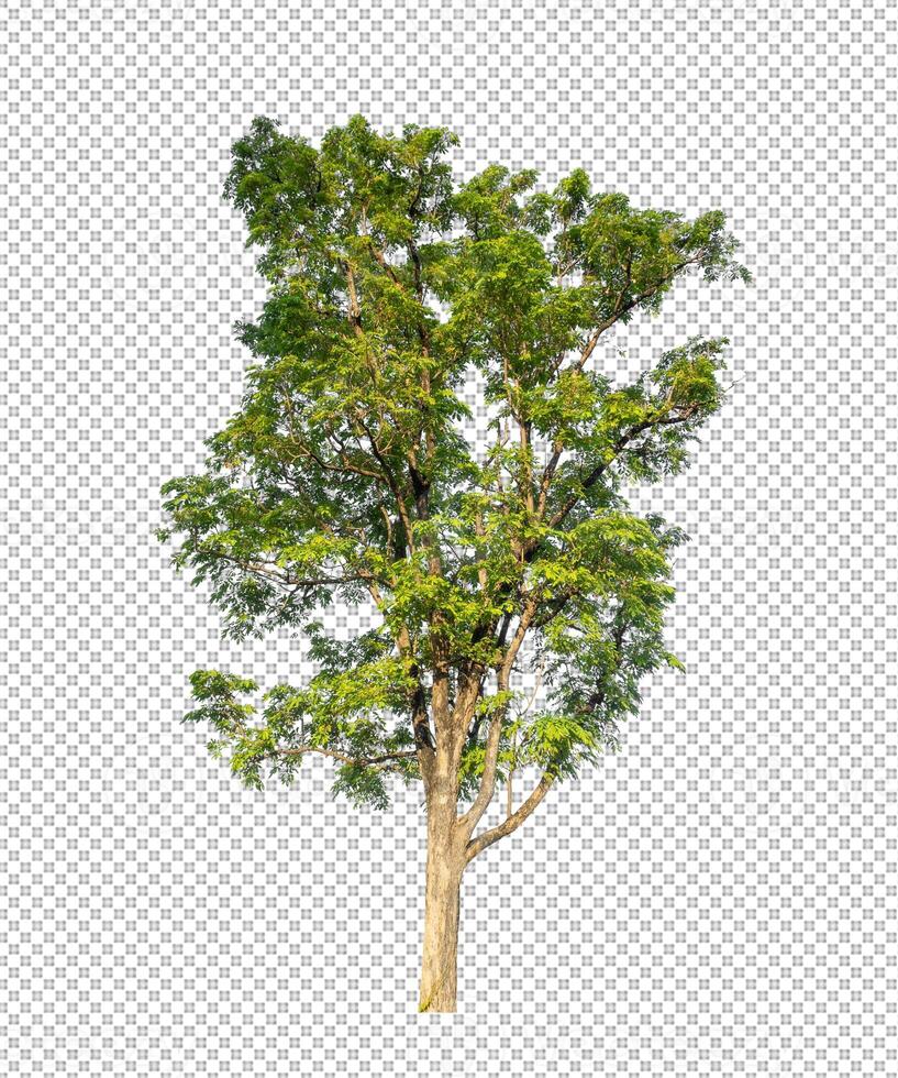 Tree on transparent picture background with clipping path, single tree with clipping path and alpha channel photo