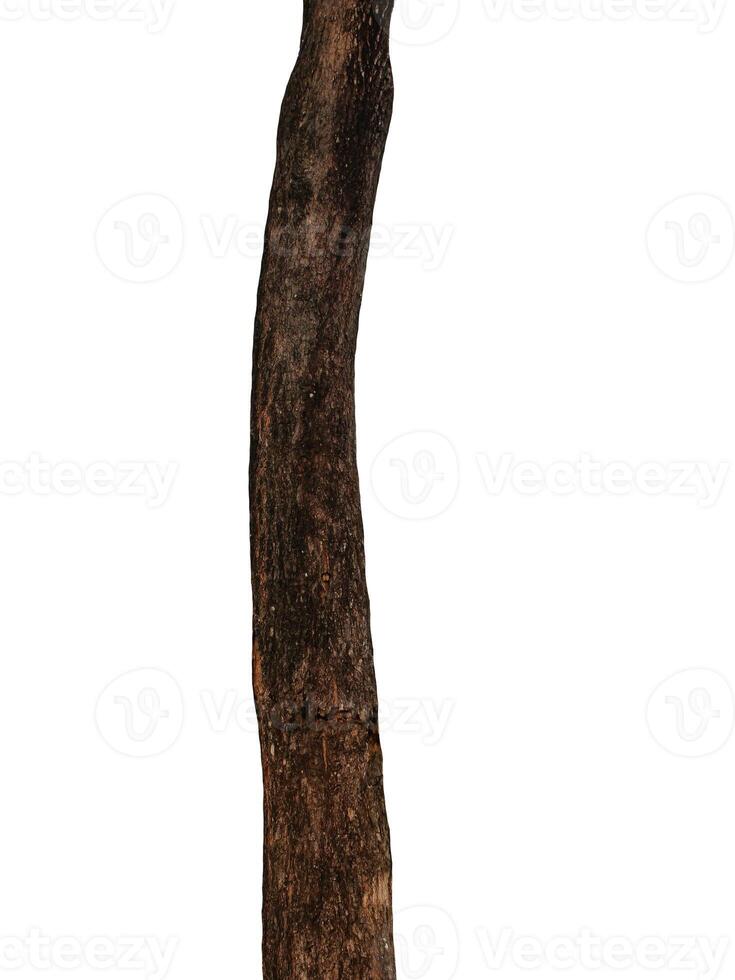 Tree trunk Isolated On White Background photo