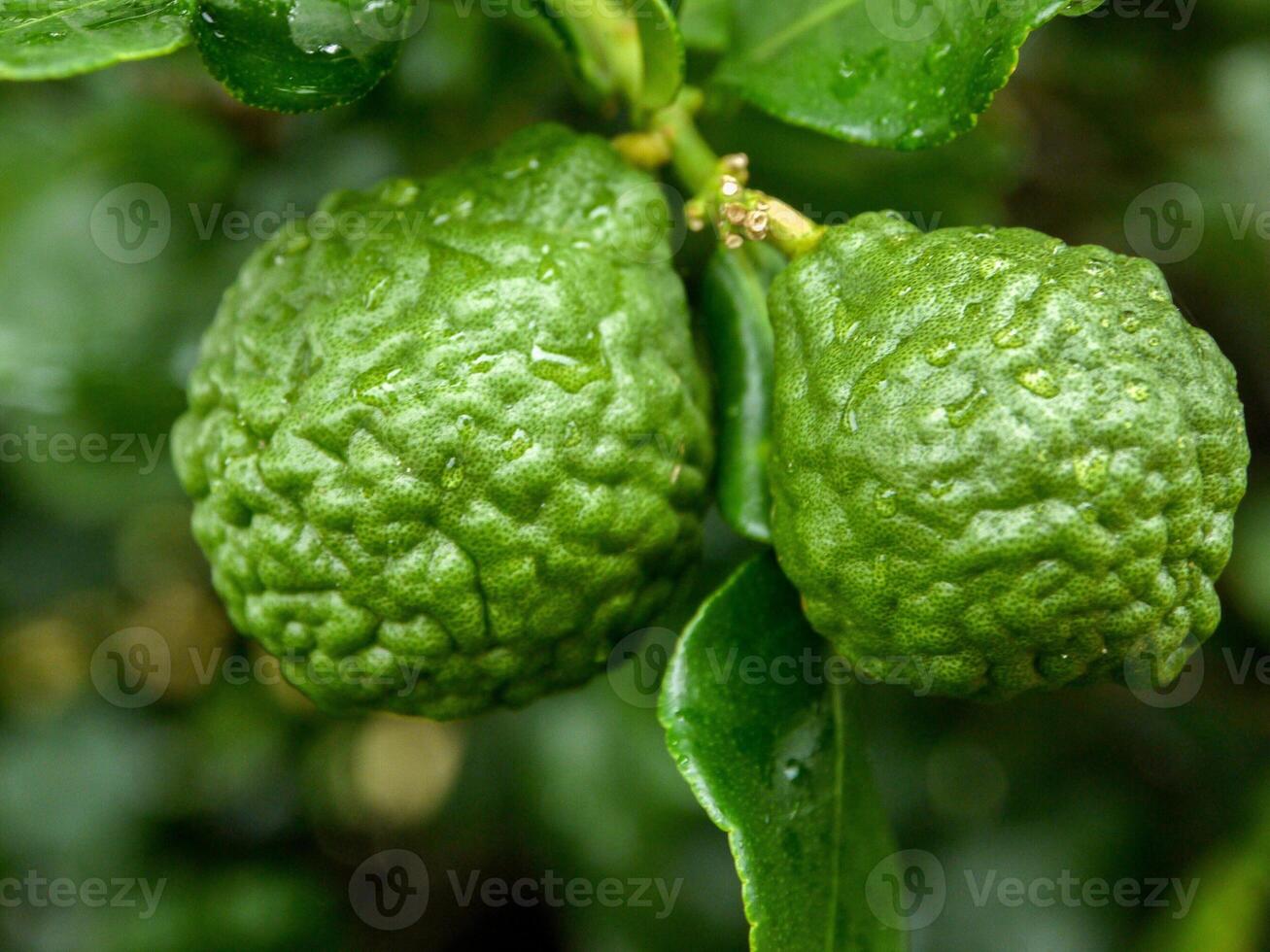 Bergamot and green leaves on the tree. photo