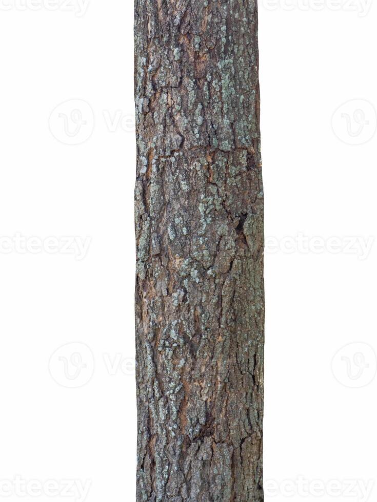 Trunk of a tree Isolated On White Background photo