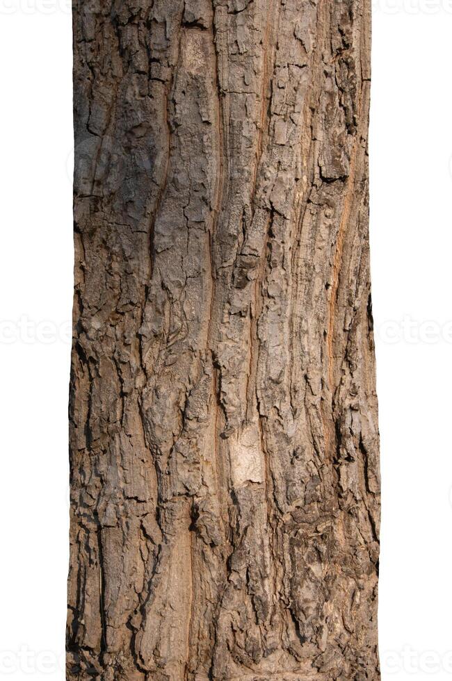 Trunk of a tree Isolated On White Background photo