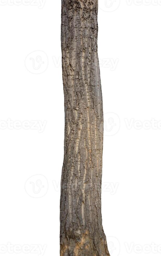 trunk of the tree stands on a white Background photo