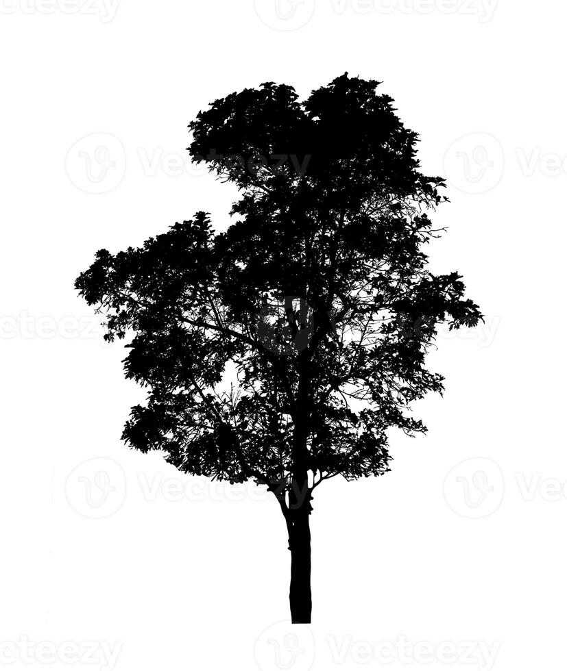 Tree silhouette for brush on white background photo