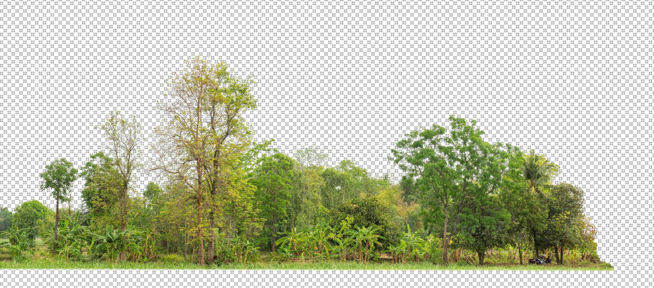 Green trees isolated on transparent background forest and summer foliage for both print and web with cut path and alpha channel photo