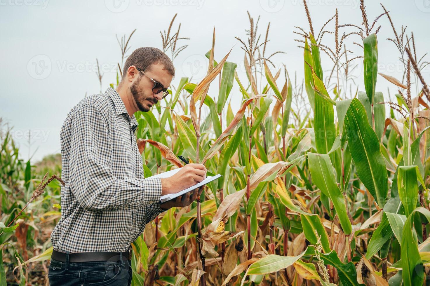 Agronomist holds tablet touch pad computer in the corn field and examining crops before harvesting. Agribusiness concept. agricultural engineer standing in a corn field with a tablet. photo