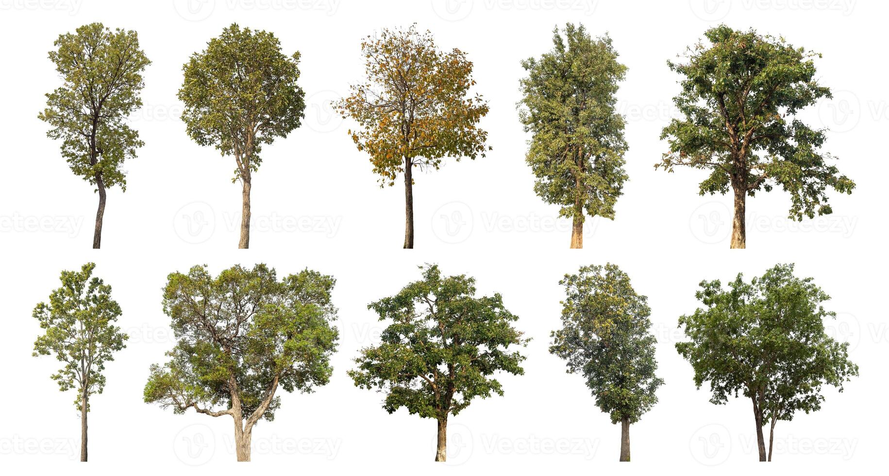 Collection tree cut out from original background and replace with white background for easy to selection. photo