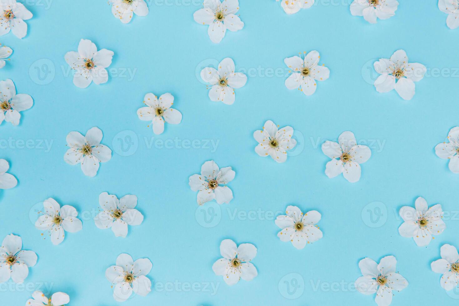 photo of spring white cherry blossom tree on blue background. View from above, flat lay, copy space. Spring and summer background. cherry blossom on a blue background