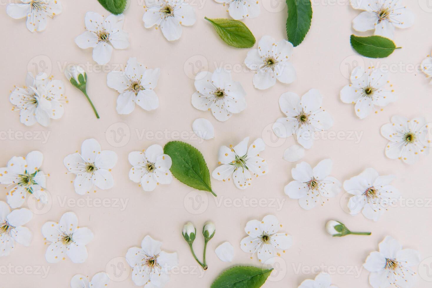 White pastel spring flower on color background . Cherry blossom flower illustration. spring and summer background. Top view. photo