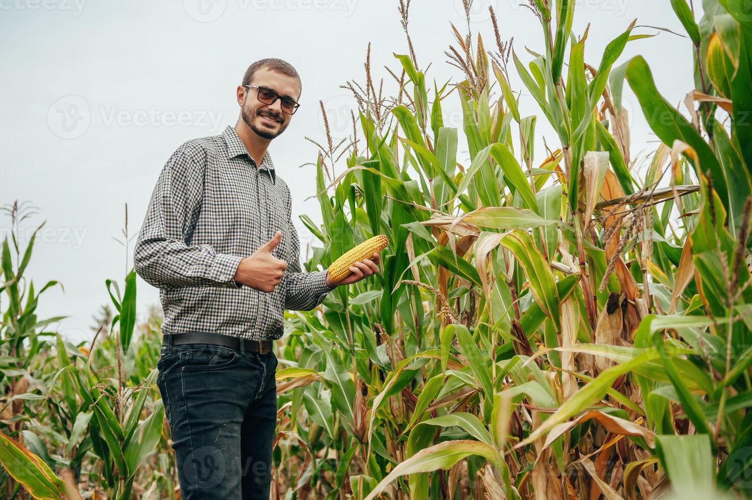 Agronomist holds tablet touch pad computer in the corn field and examining crops before harvesting. Agribusiness concept. agricultural engineer standing in a corn field with a tablet. photo