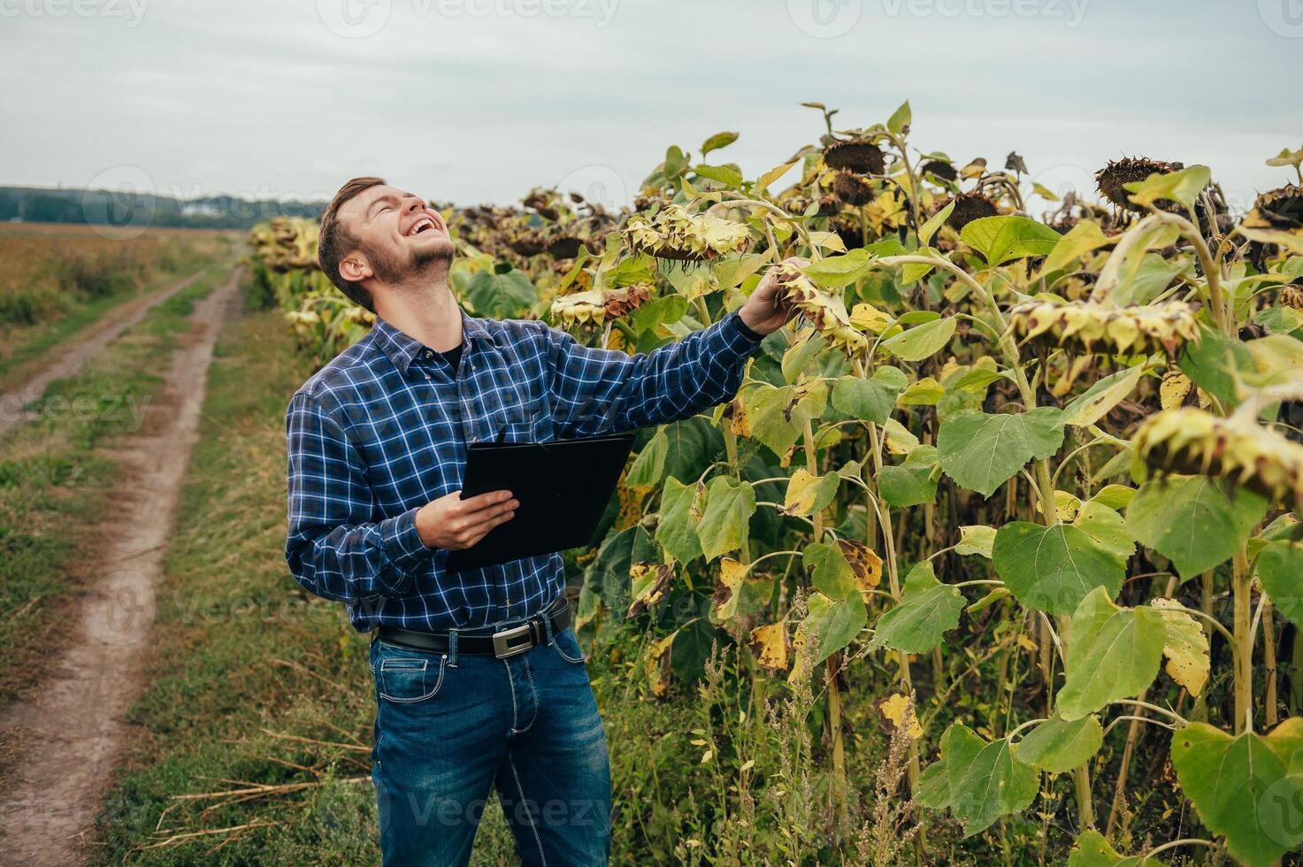 Agronomist holds tablet touch pad computer in the sunflower field and examining crops before harvesting. Agribusiness concept. agricultural engineer standing in a sunflower field with a tablet. photo