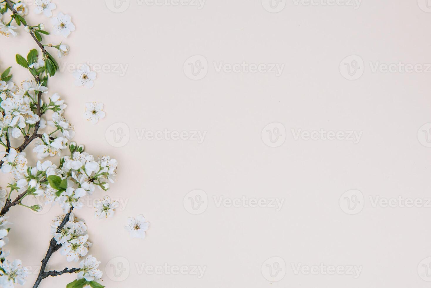 photo of spring white cherry blossom tree on pastel background. View from above, flat lay, copy space. Spring and summer background.
