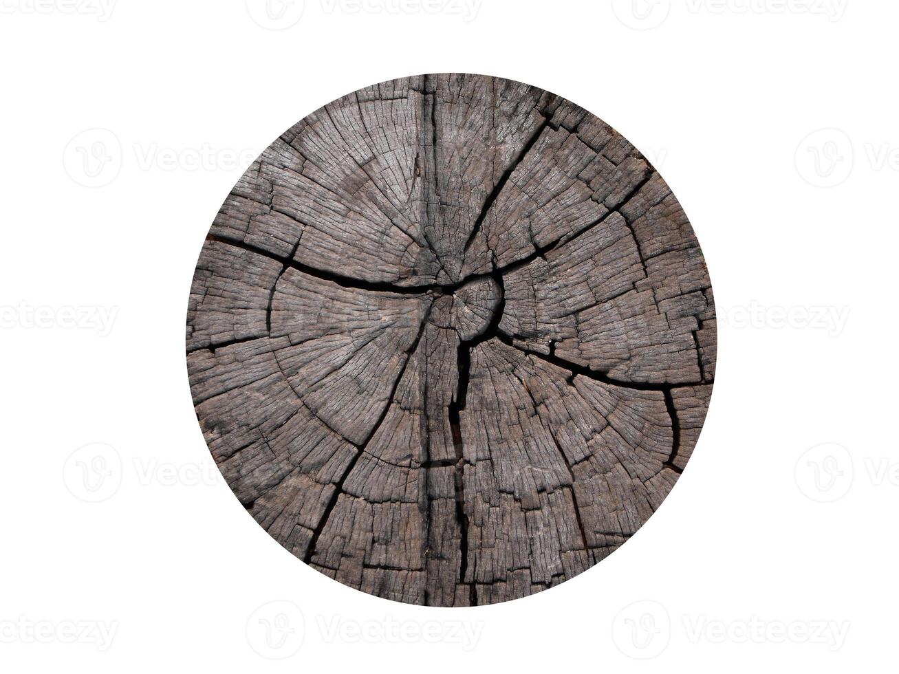 Round cut down tree with annual rings as a wood texture. photo