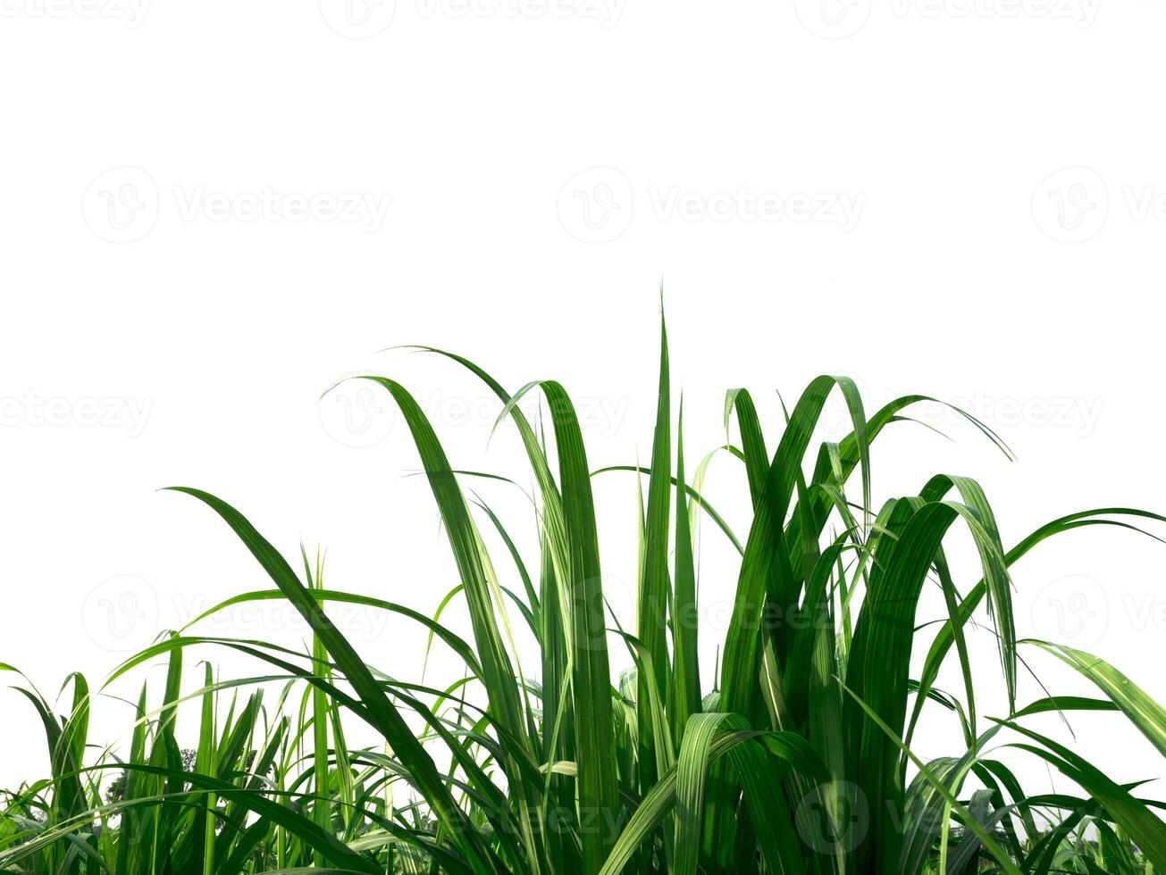 Sugar cane has beautiful leaves on a white background. photo