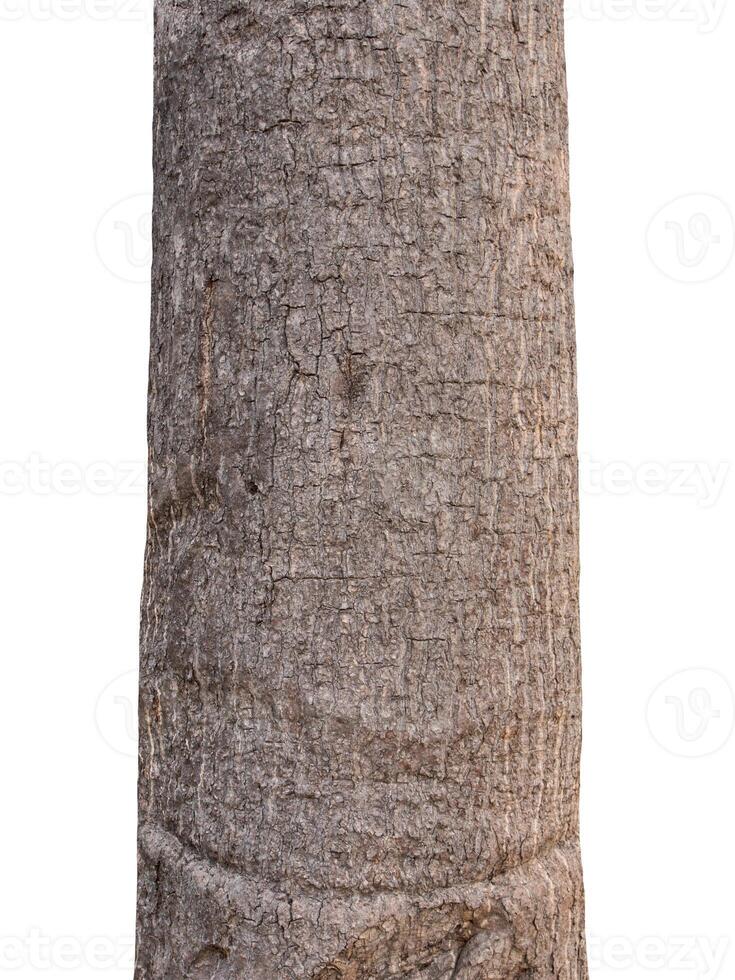 Trunk of a tree Isolated On White Background photo
