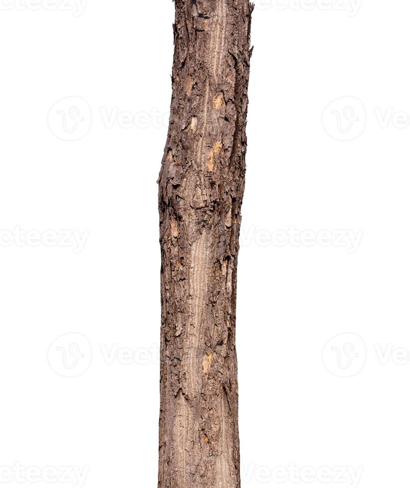 Trunk of a tree Isolated On White Background photo