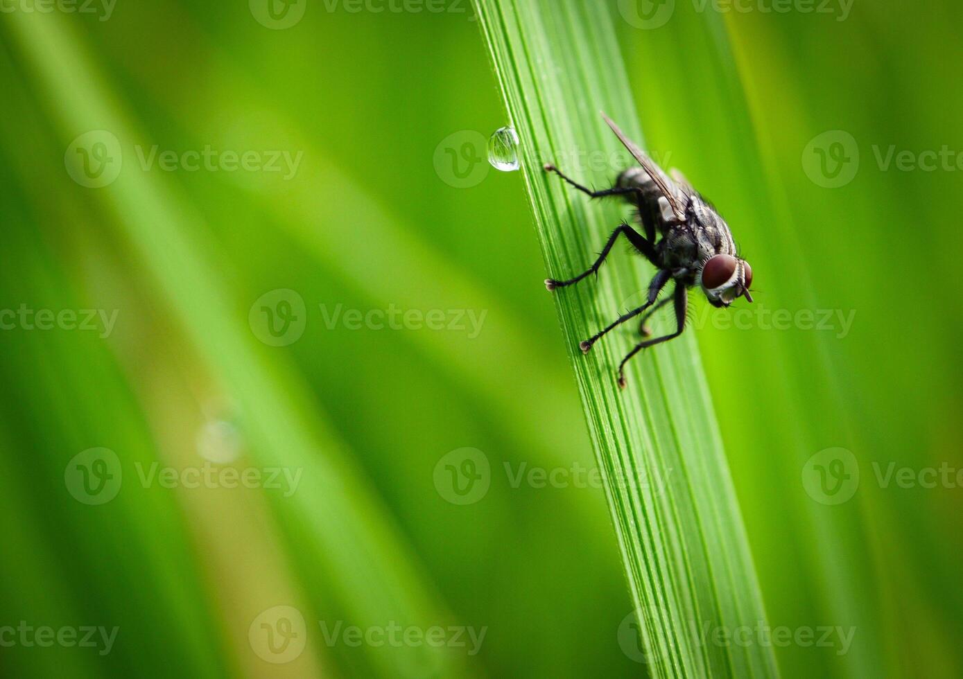 insects fly, light green grass with sunlight photo