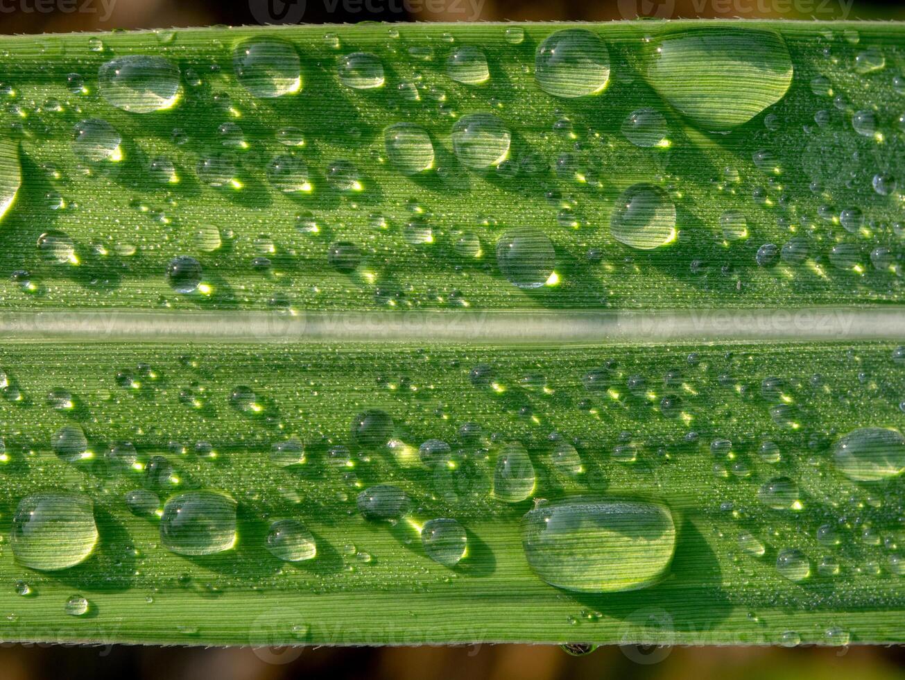 Dew drops on sugarcane leaves photo