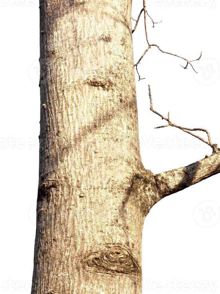 Trunk of a tree Isolated On White Background photo