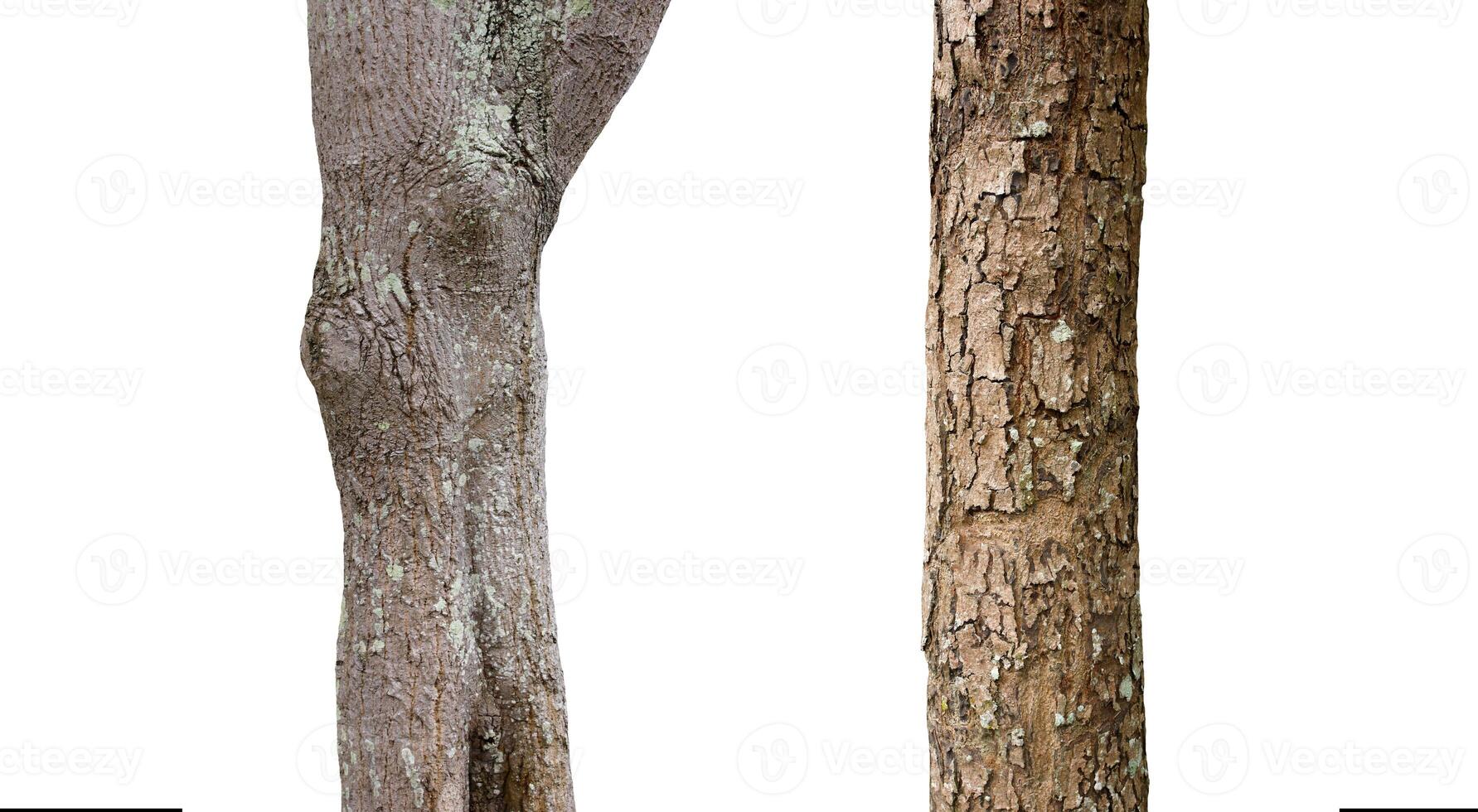 Trunks isolated on white background. photo