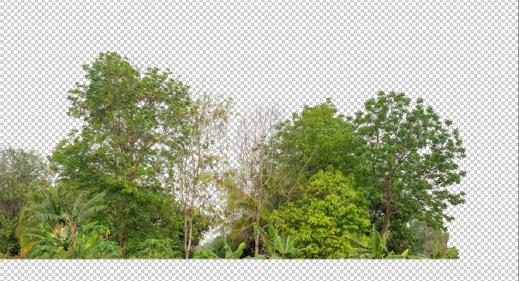 Green trees isolated on transparent background forest and summer foliage for both print and web with cut path and alpha channel photo