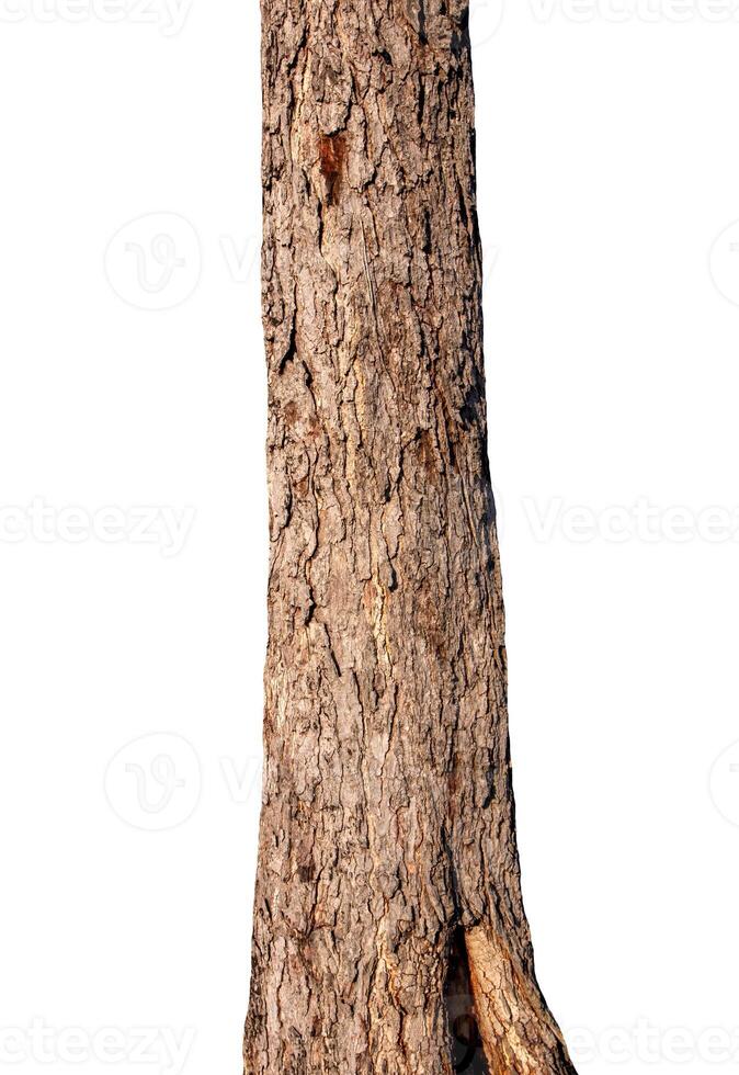 Trunk of a tree Isolated On White Background photo