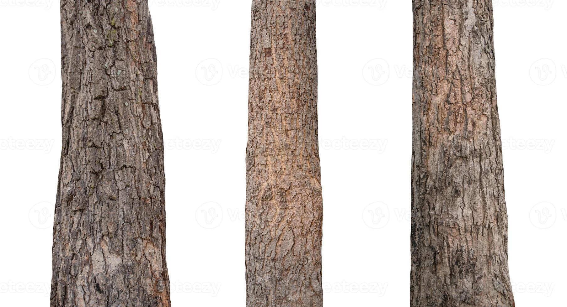 isolated tree trunk Collection on White background. photo