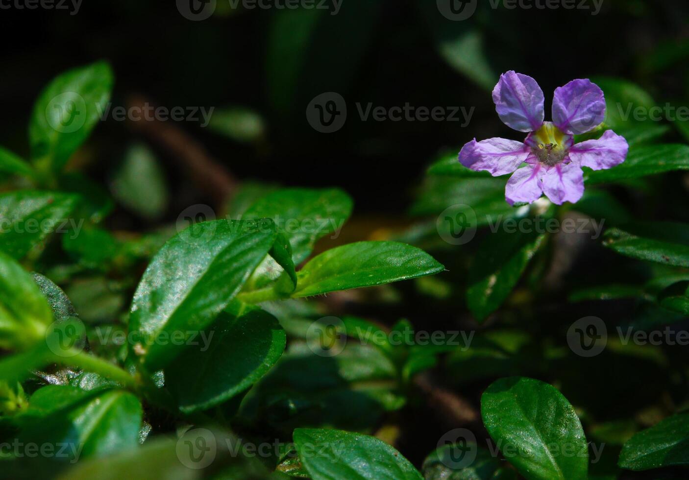 purple flowers bloom in the spring, beautiful pink flowers. photo