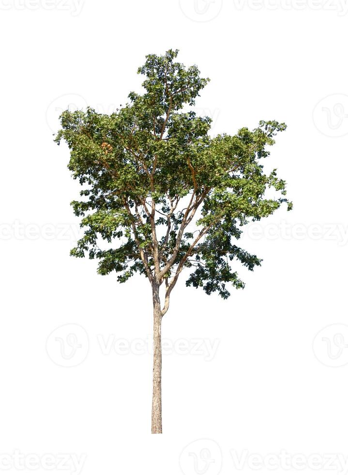 Tree that are isolated on a white background are suitable for both printing and web pages photo