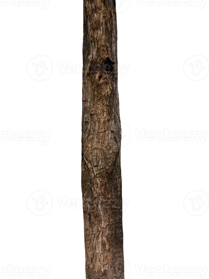 Trunk of a tree Isolated On White Background photo