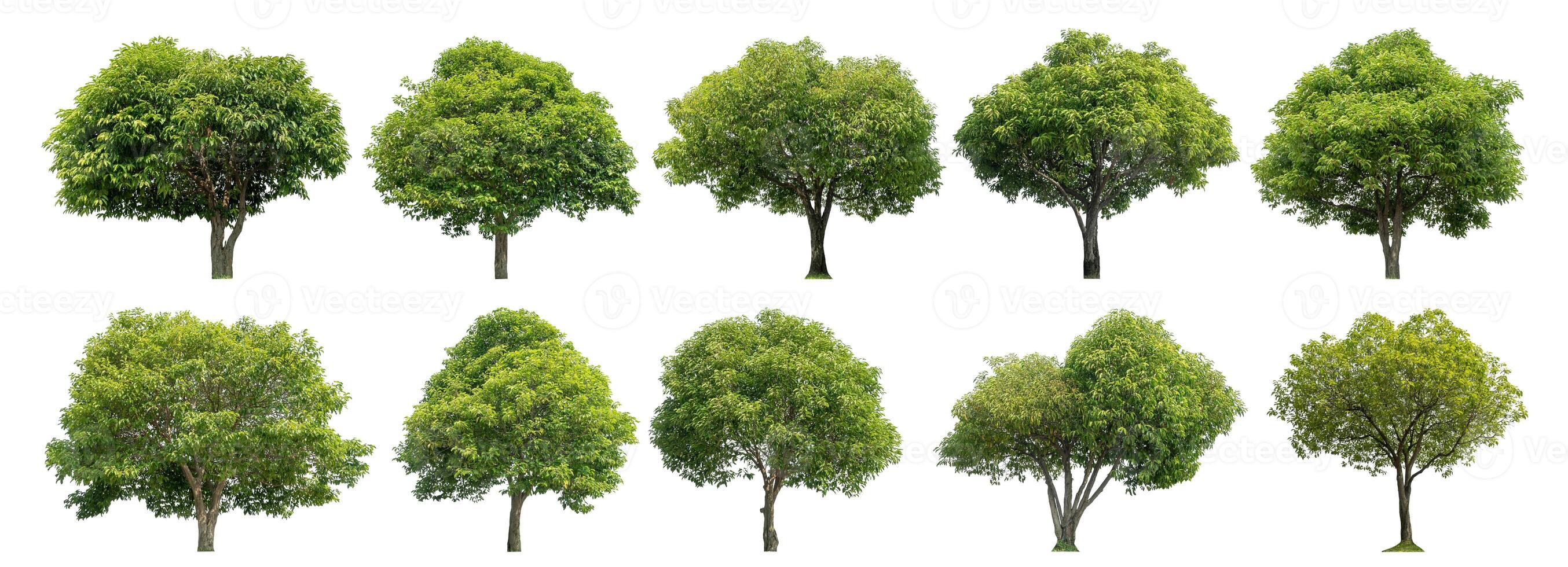 Collection tree cut out from original background and replace with white background for easy to selection. photo