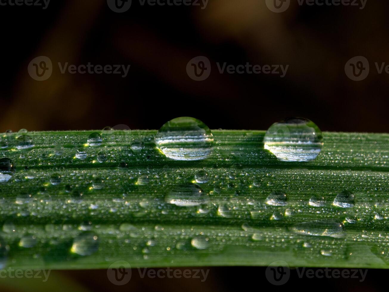 Rocío gotas en Caña de azúcar hojas foto