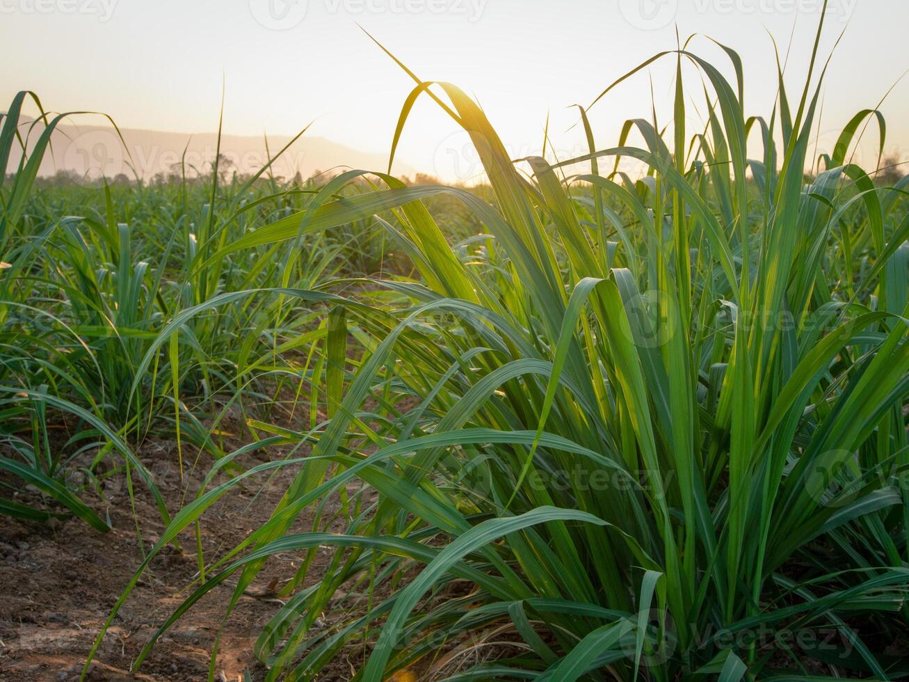 plantaciones de caña de azúcar, la planta agrícola tropical en tailandia foto