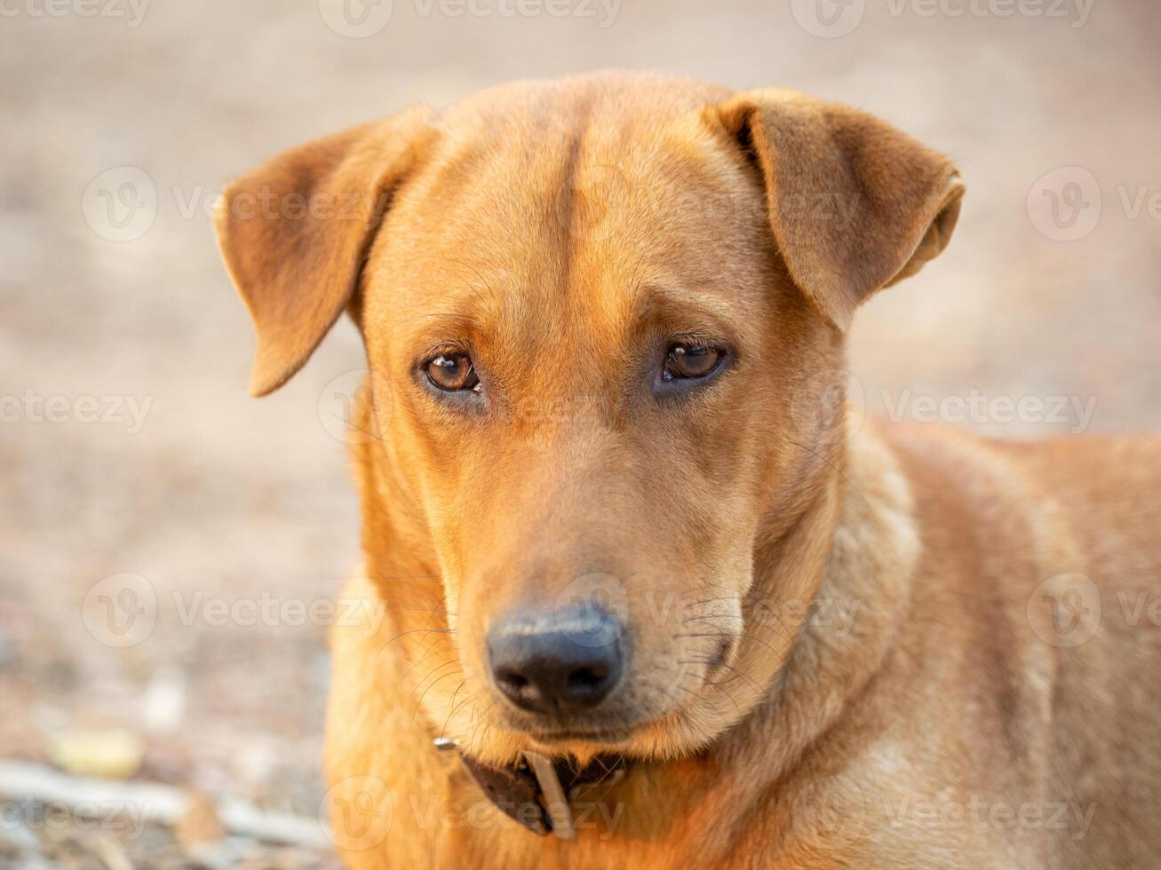 close up of, Red male dog photo