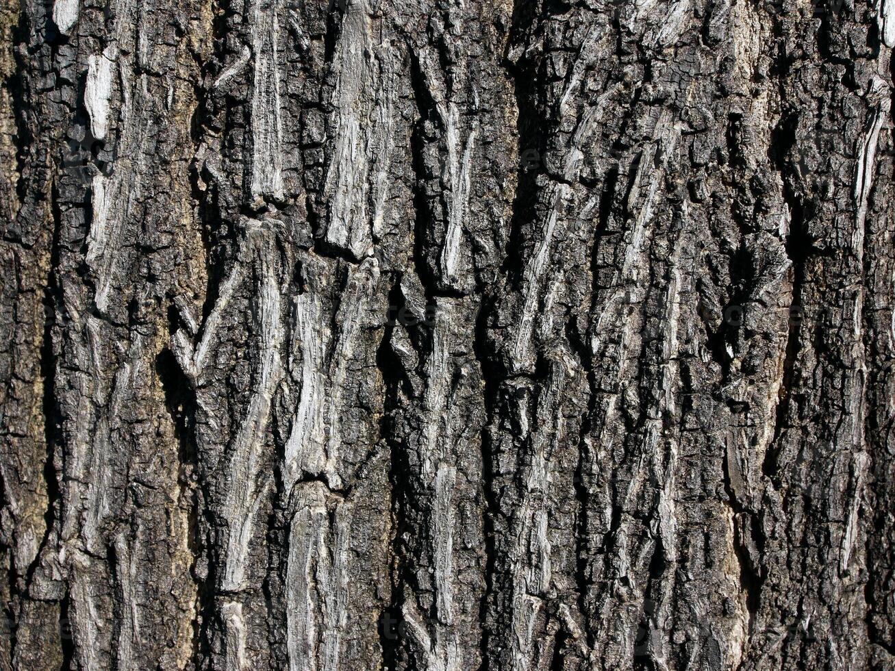Tree bark texture photo