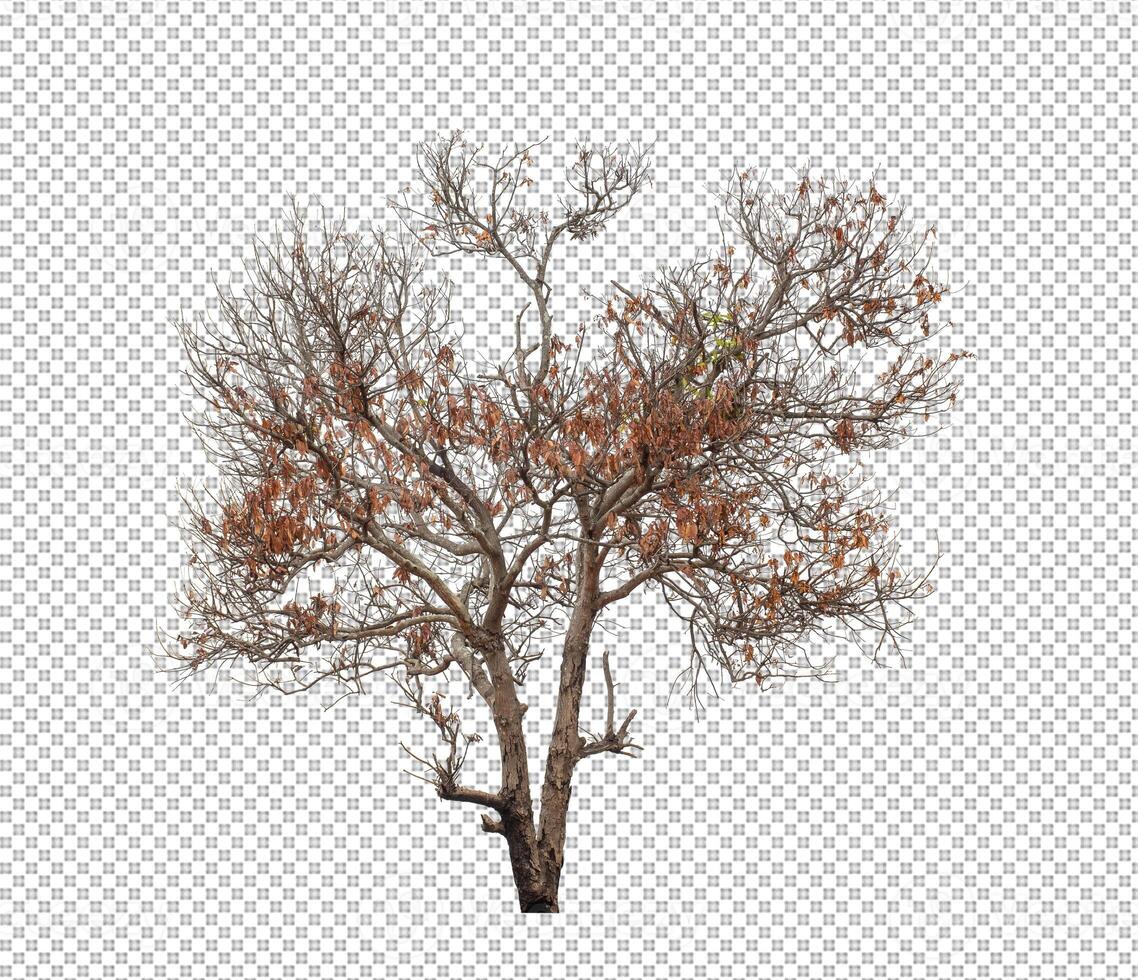 Tree on transparent picture background with clipping path, single tree with clipping path and alpha channel photo