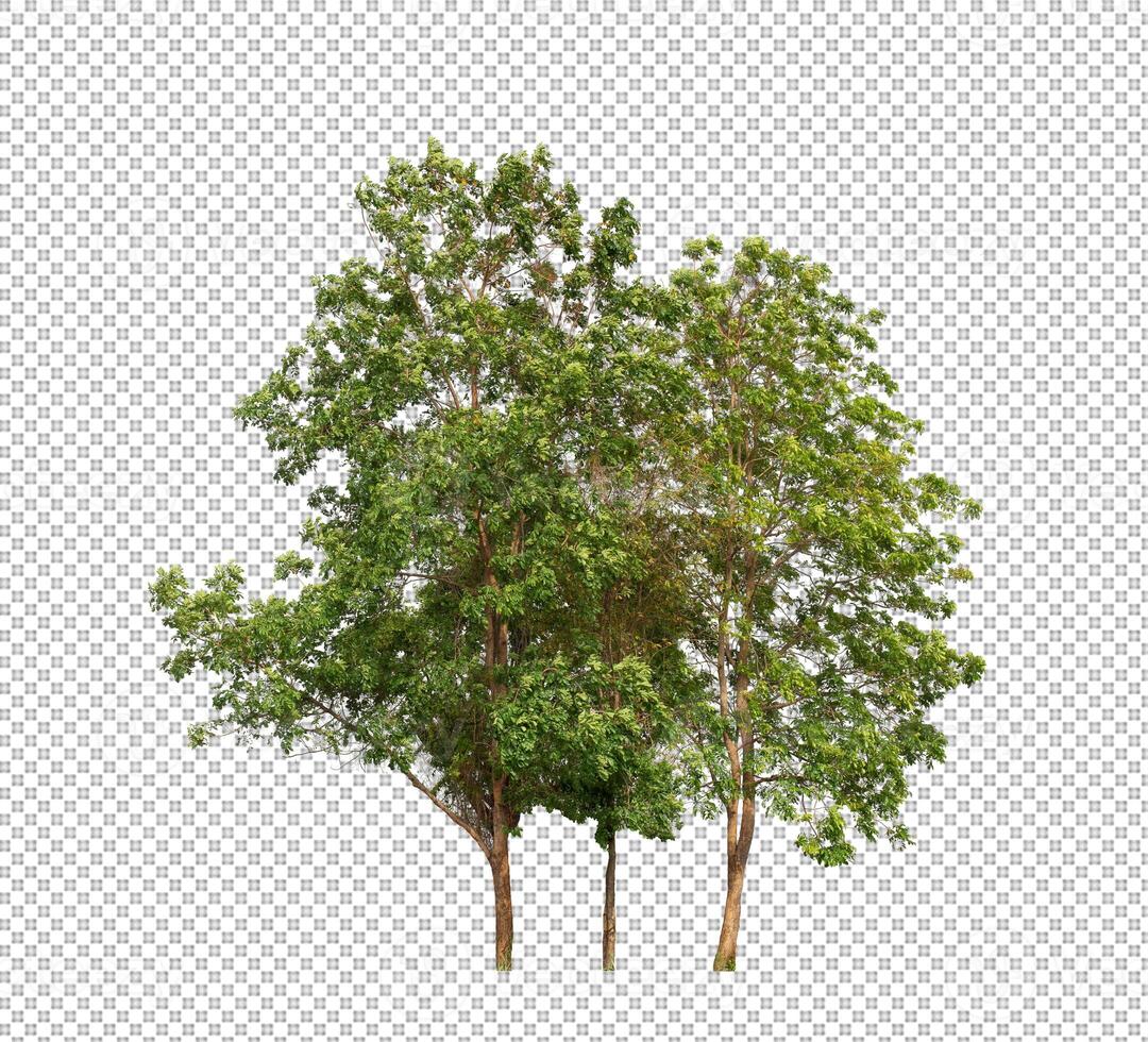Tree on transparent background with clipping path, single tree with clipping path and alpha channel photo