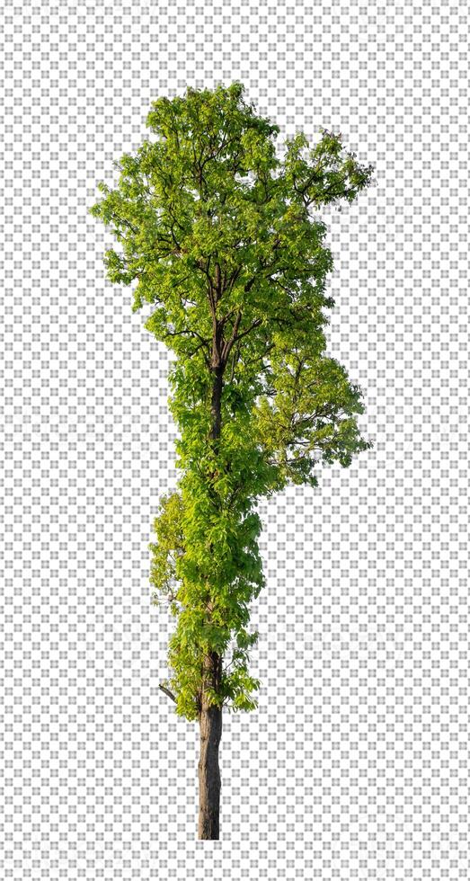 Tree on transparent picture background with clipping path, single tree with clipping path and alpha channel photo