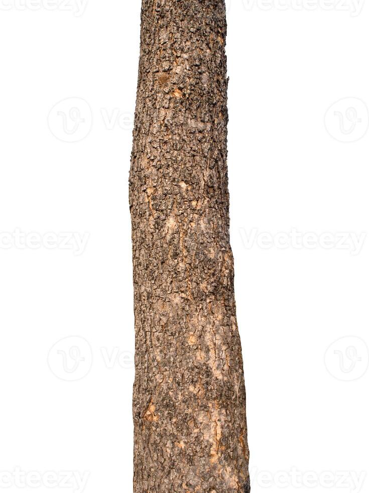 Tree trunk Isolated On White Background photo