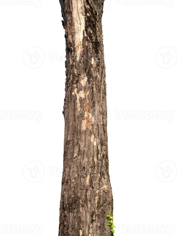 Trunk of a tree Isolated On White Background photo