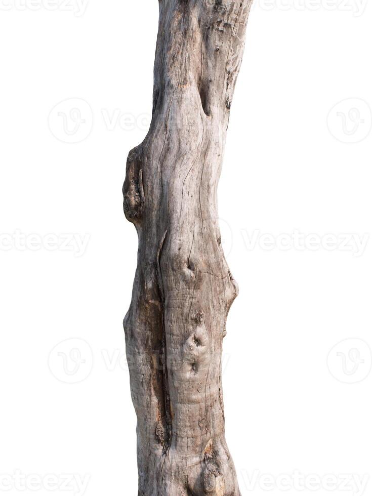 Tree trunk Isolated On White Background photo