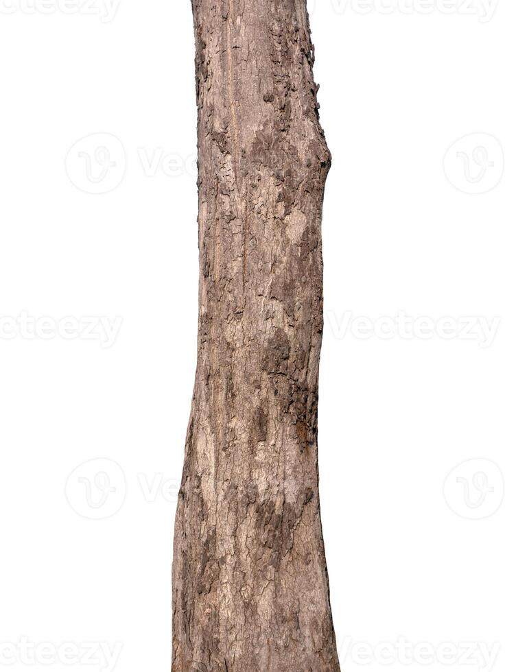 Trunk of a tree Isolated On White Background photo