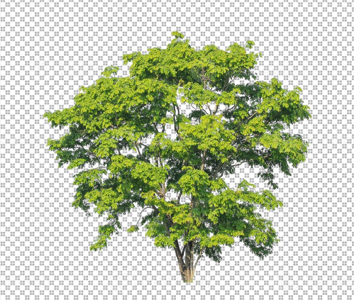 Tree on transparent picture background with clipping path, single tree with clipping path and alpha channel photo