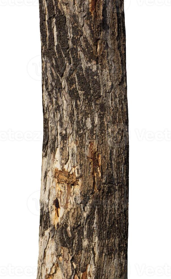 Trunk of a tree Isolated On White Background photo