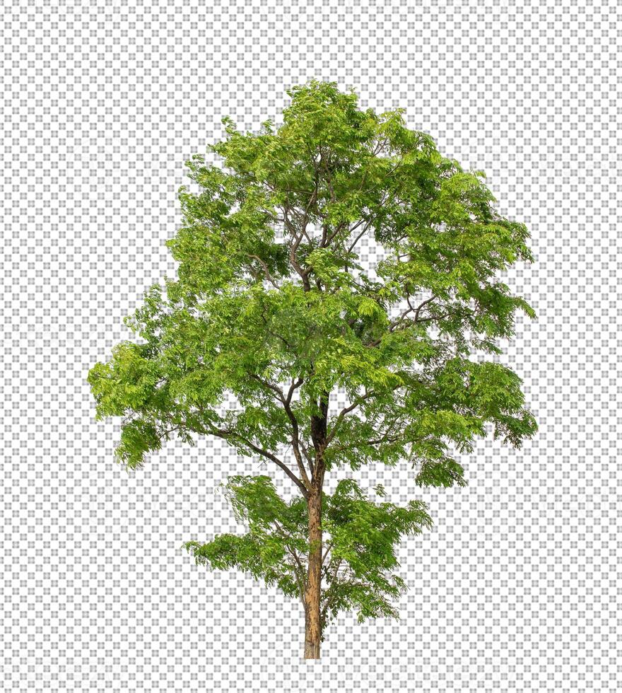 Tree on transparent background with clipping path, single tree with clipping path and alpha channel photo