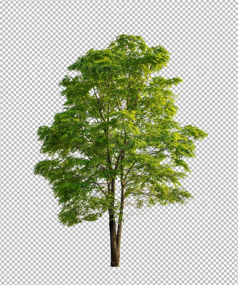 Tree on transparent picture background with clipping path, single tree with clipping path and alpha channel photo