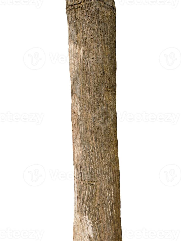 Tree trunk Isolated On White Background photo